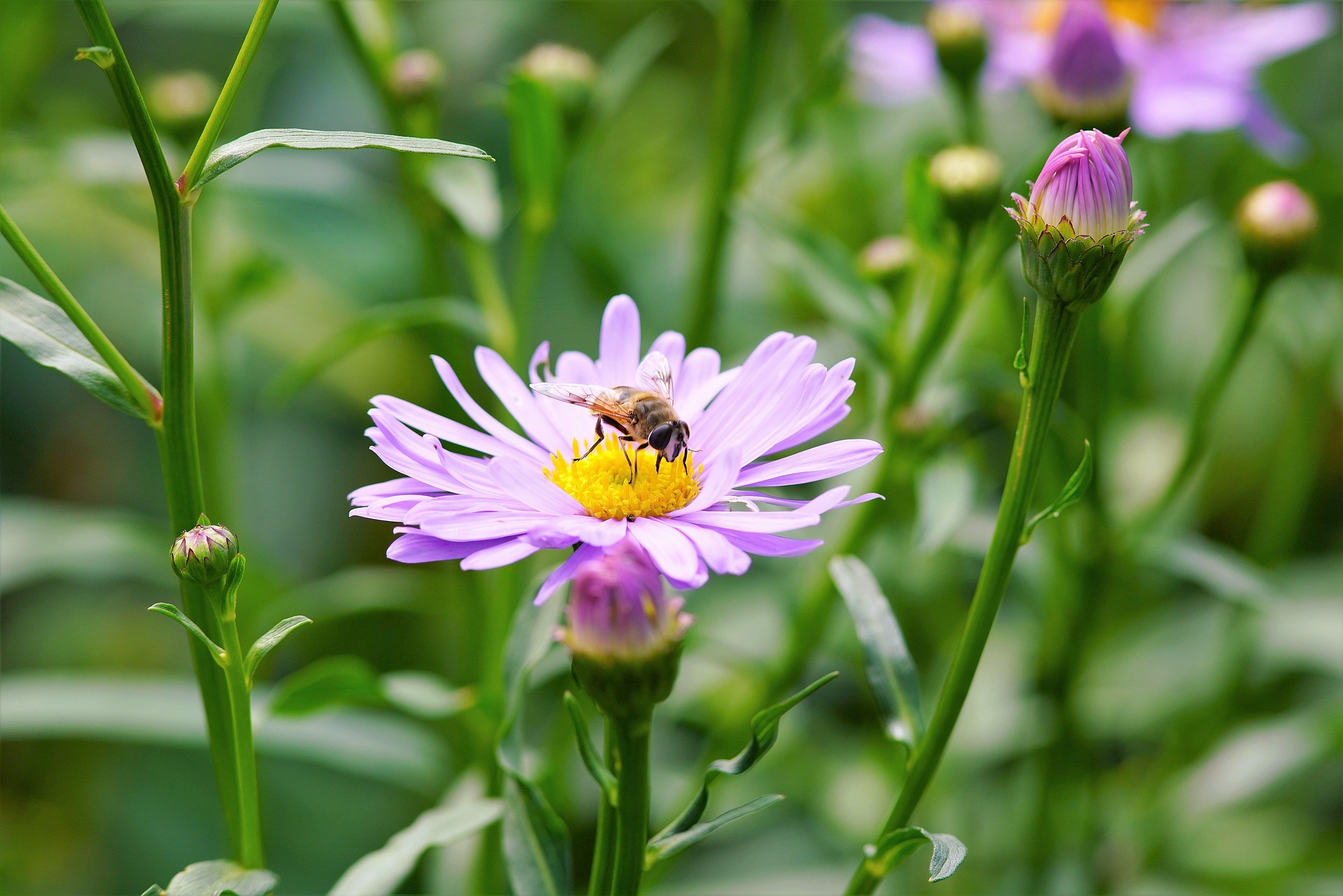 ДИВЉЕ ЦВЕЋЕ