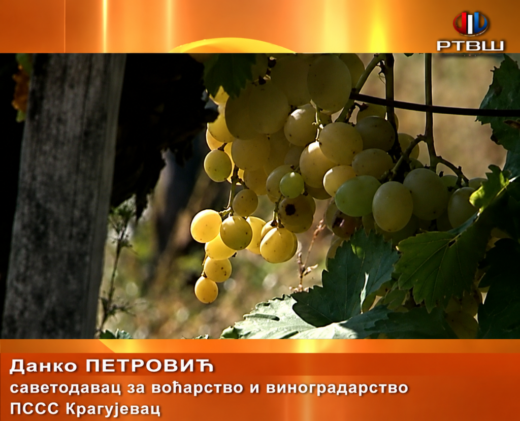 Очекује се добар род грожђа у Шумадији