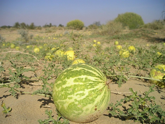 ЛУБЕНИЦА