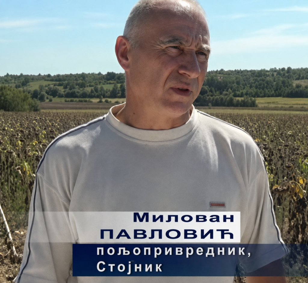Сунцокрет све заступљенији на њивама – Милован Павловић из Стојника о овогодишњој производњи